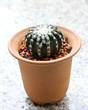Small cactus in a pot.