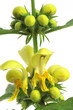 Taubnesseln (Lamium)