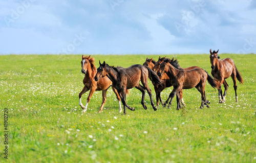 Photo: Horses Horses