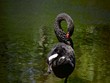 Video: Black swan Black swan