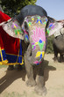 Decorated elephant at annual elephant festival, Jaipur, India.