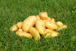 pomme de terre belle de fontenay