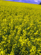 yellow field of rape in spring