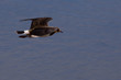 Lapwing in flight Lapwing in flight