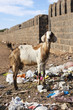 Goat eating rubbish on the streets of India.