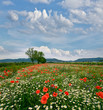 Spring landscape: field of poppies with blue sky and clouds