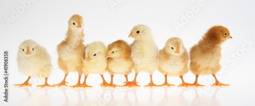 Photo: Küken Küken