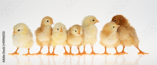 Foto: Küken Küken
