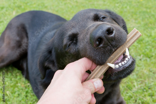 Photo: Hund mit Kaustange Hund mit Kaustange