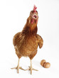 Gallina poniendo huevos,huevos y gallina.