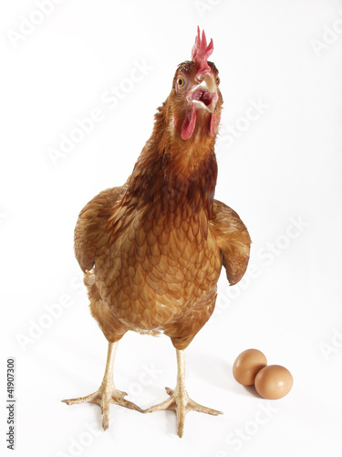 Foto: Gallina poniendo huevos,huevos y gallina. Gallina poniendo huevos,huevos y gallina.