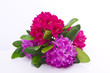 Rhododendren