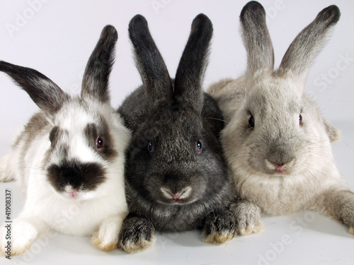 Foto: cría de tres conejos. cría de tres conejos.