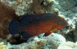 mérou rouge (cephalopholis argus)