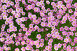 Flower background
