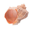Seashell on white