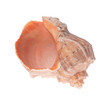 Seashell on white