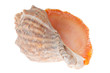 Seashell on white