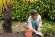 Planter Un Géranium