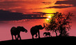 Elephant family at sunset