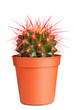 Cactus in front of white background
