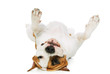 American Staffordshire terrier