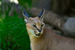 Portrait of a Caracal