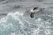 Black-browed albatross flying between waves.