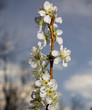 Dusk flowers