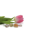 Tulip lying next to healing stones