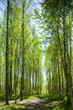 Path in summer forest