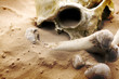 Skull and bones on desert