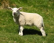 watchul little lamb