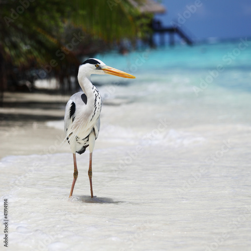 Photo: Stork on the ocean Stork on the ocean