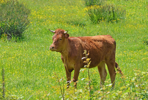 Photo: counter light of young bullock in the country counter light of young bullock in the country