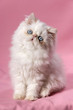 Sitting persian cream point kitten