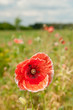 Foto: Mohnblüte Mohnblüte