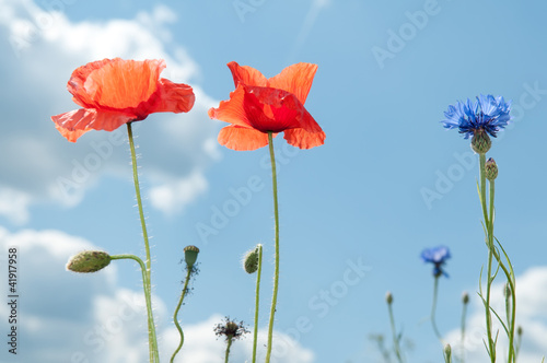 Foto: Mohn und Kornblume Mohn und Kornblume