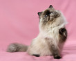 Cute persian seal tortie colorpoint cat