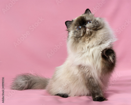 Photo: Cute persian seal tortie colorpoint cat Cute persian seal tortie colorpoint cat