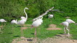 Flocks of flamingo are fed on a green lawn