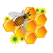 Bee and honeycomb Bee and honeycomb