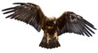 a golden eagle, isolated