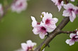 Photo: Pink Blossoms Pink Blossoms