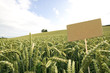 Weizenfeld