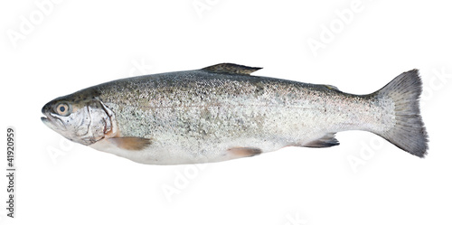 Photo: Fresh trout fish isolated Fresh trout fish isolated