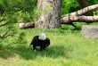 American bald eagle on the ground