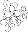 Rose-hips