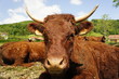 vache salers