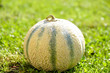 Melon
